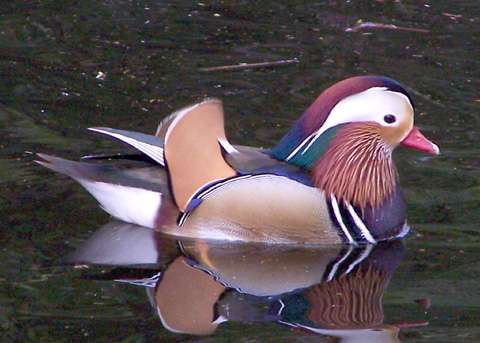 Mandarin Duck, Aix galericulata